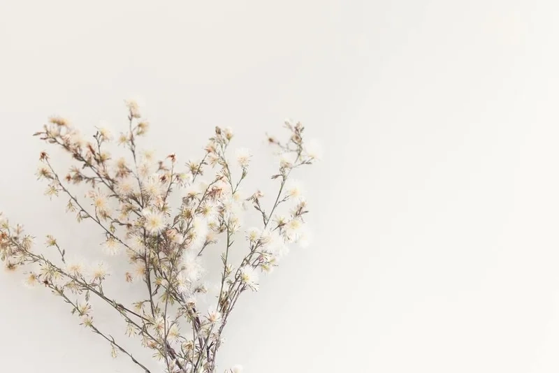 Ảnh nền hoa rực rỡ giúp không gian thêm sinh động