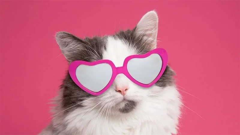 Bộ sưu tập hinh nen mèo đáng yêu dành cho mọi tín đồ yêu mèo