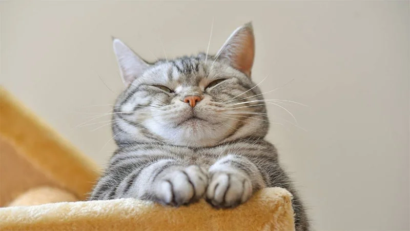 Hình nền máy tính con mèo dễ thương mang đến cảm giác thư giãn