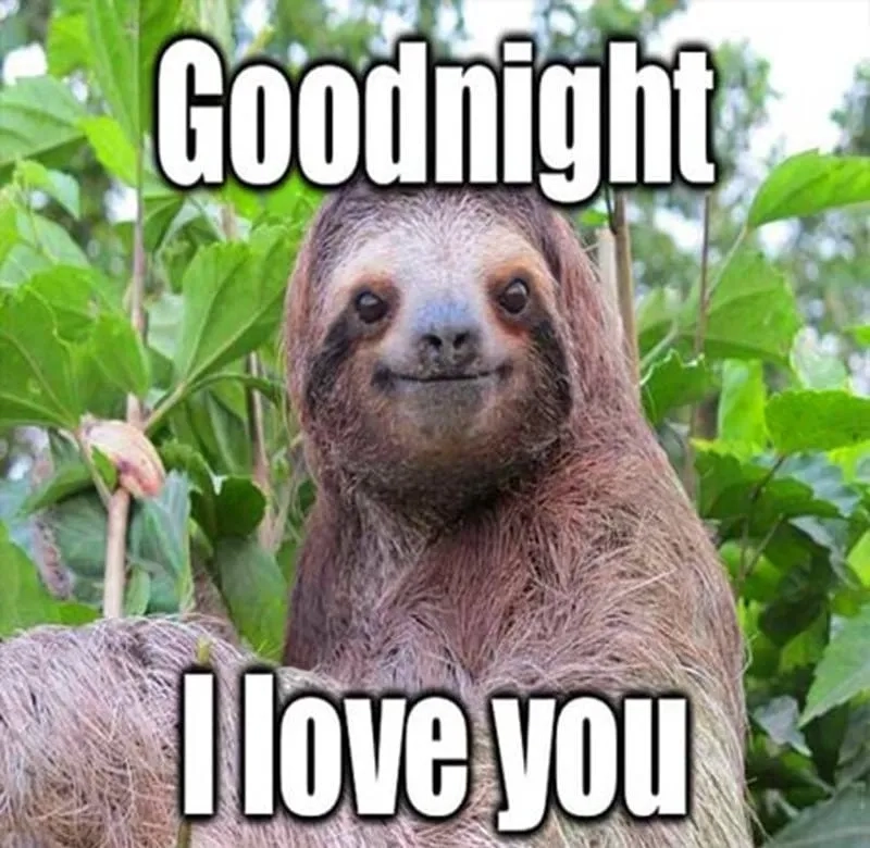 Một ảnh meme ngủ ngon dễ thương để bạn thư giãn trước khi ngủ