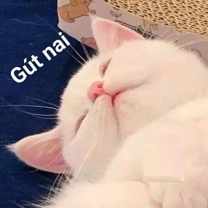 Đầu bù tóc rối như meme mới ngủ dậy, ai cũng từng trải qua