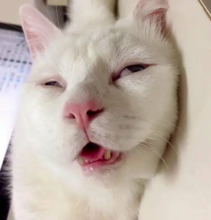 Ai cũng có dáng vẻ lờ đờ giống meme mèo mới ngủ dậy