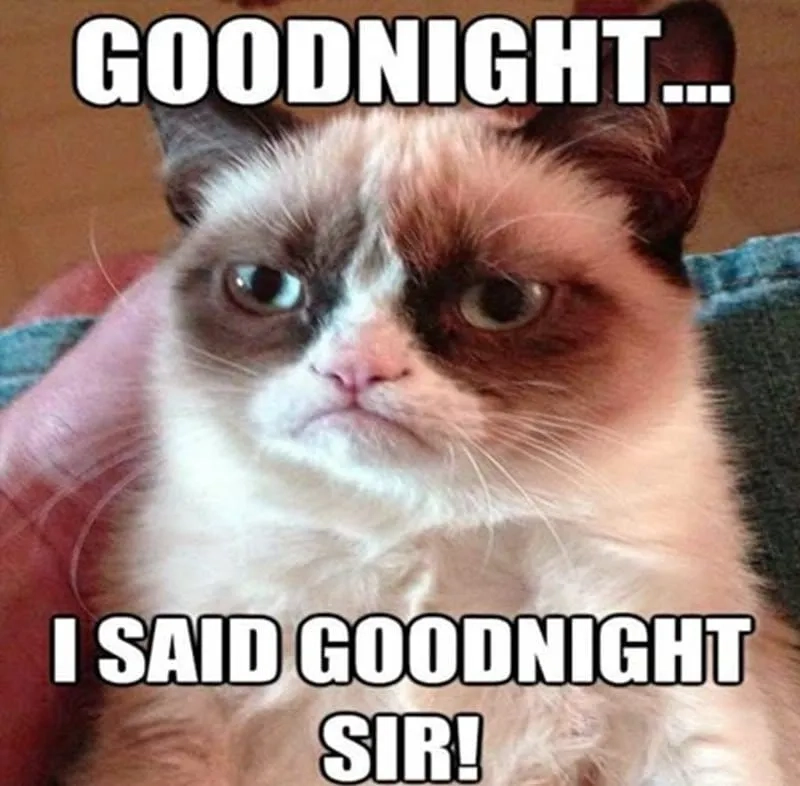 Meme chúc ngủ ngon mèo sẽ giúp bạn có giấc ngủ thật ngon