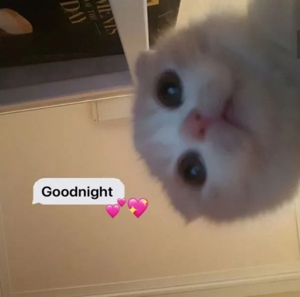 Meme chúc ngủ ngon cute giúp bạn thư giãn trước khi ngủ