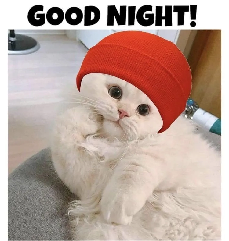 Ai cũng sẽ thích meme ngủ cute này vì quá đáng yêu