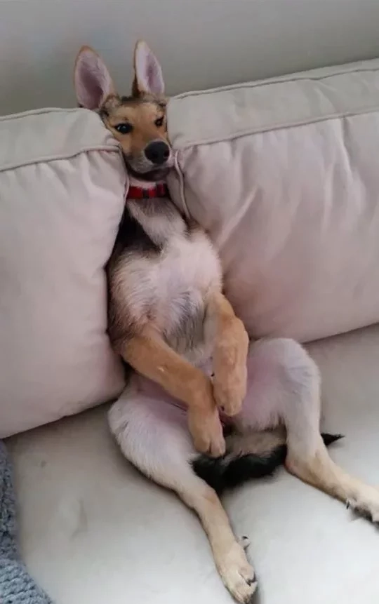 Cheems Doge meme hài hước khiến ai cũng bật cười