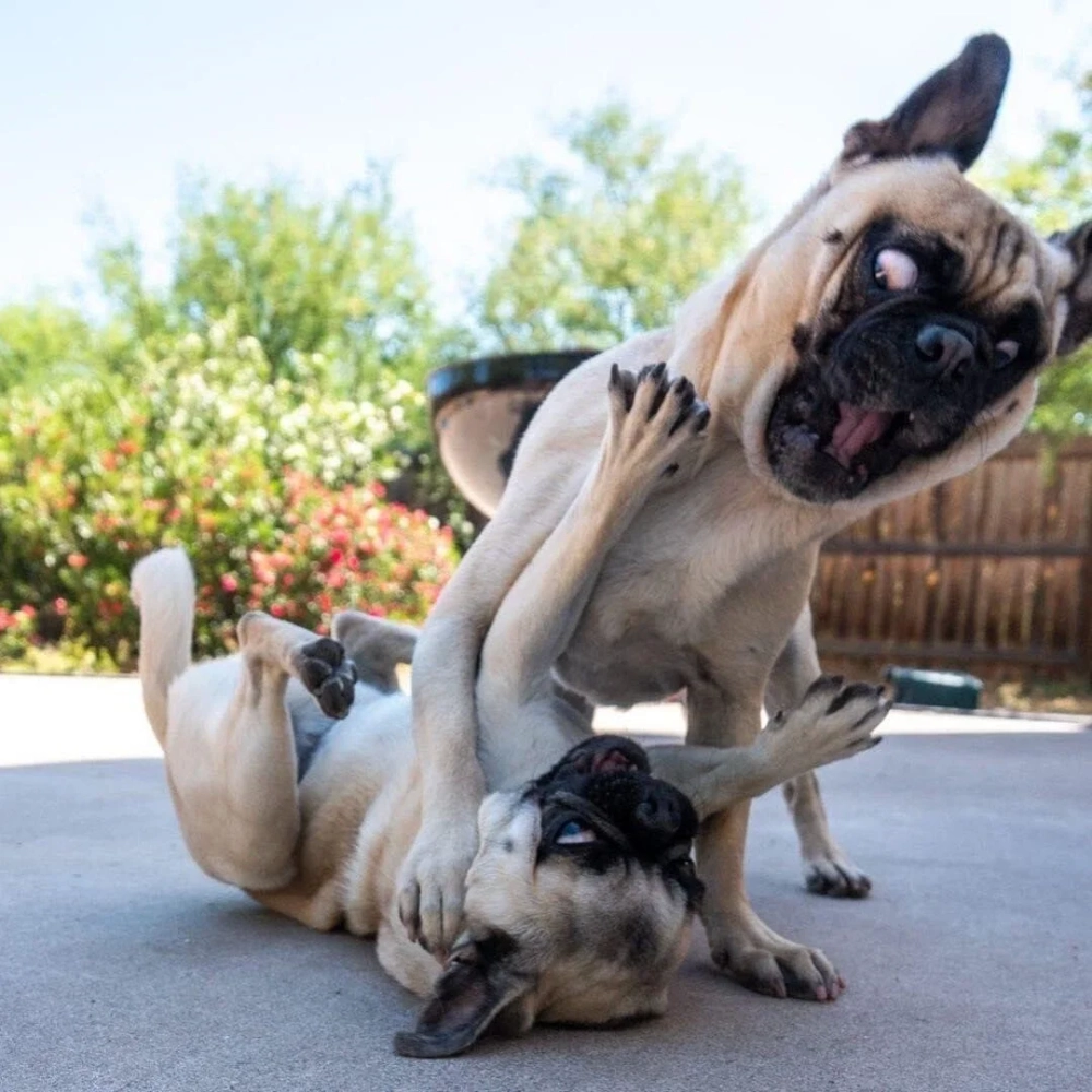 Chia sẻ ảnh meme Doge độc lạ siêu dễ thương