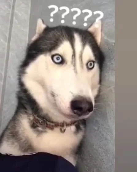 Tải Cheems Doge meme PNG siêu nét miễn phí