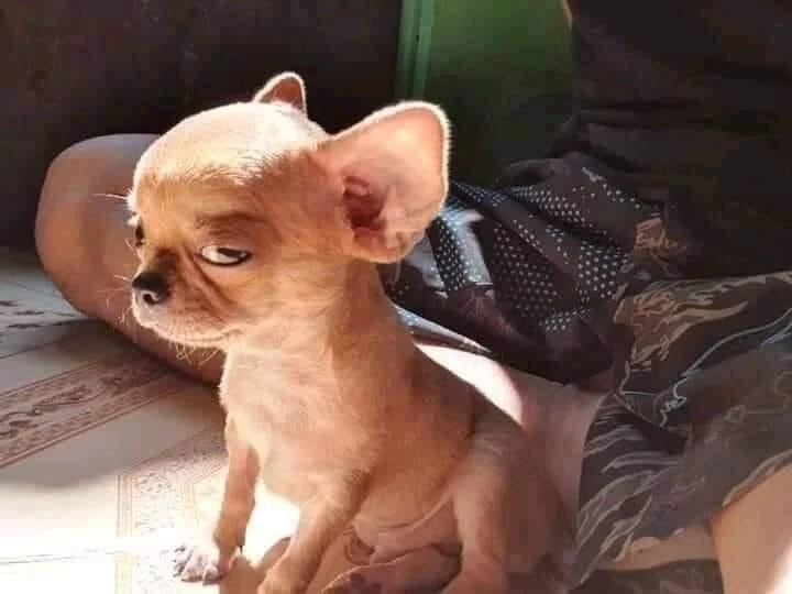 Cười ngả nghiêng với Meme coin Doge siêu hot