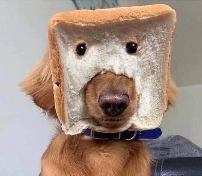 Angry dog meme giận dữ nhưng vẫn cực đáng yêu