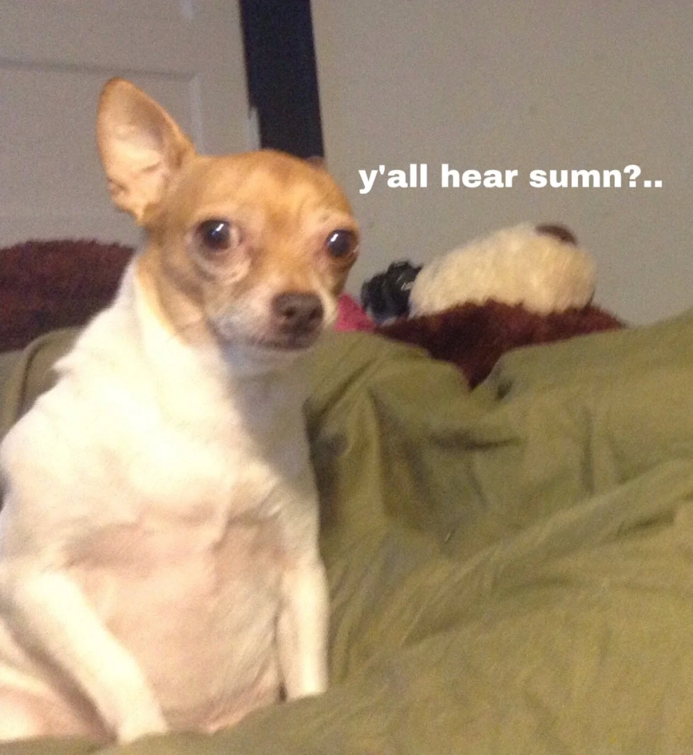 Smiling dog meme với nụ cười tỏa sáng siêu cute