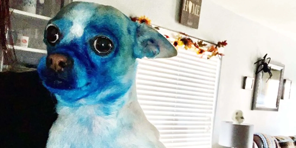 Meme bonk dog chất lừ dành cho hội meme