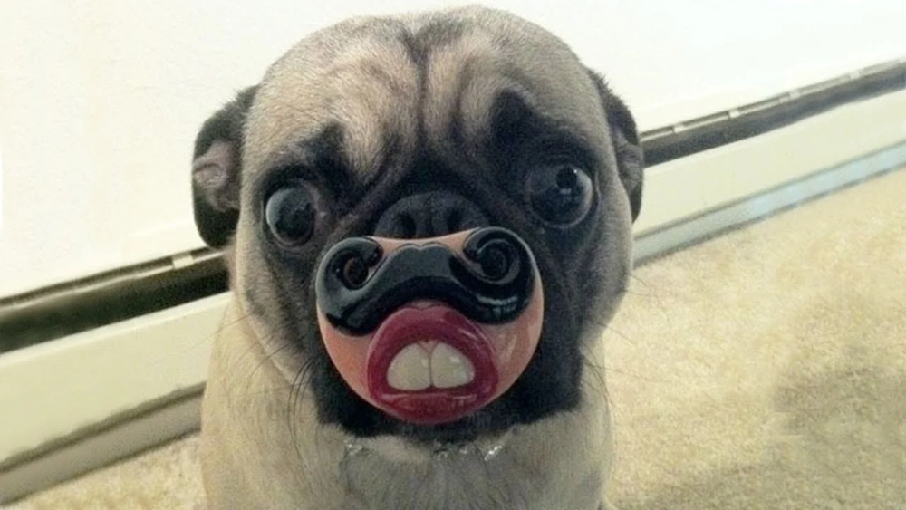 Giải trí cực mạnh với Dogs meme coin đang hot