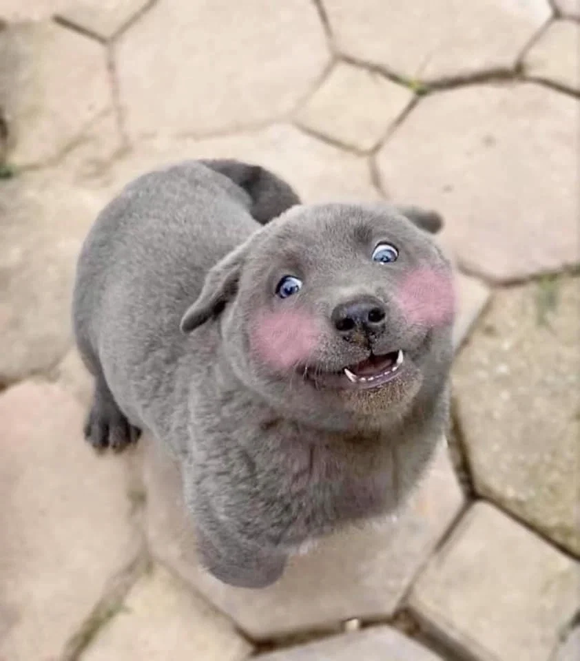 Tận hưởng khoảnh khắc cười tươi với meme dog smile