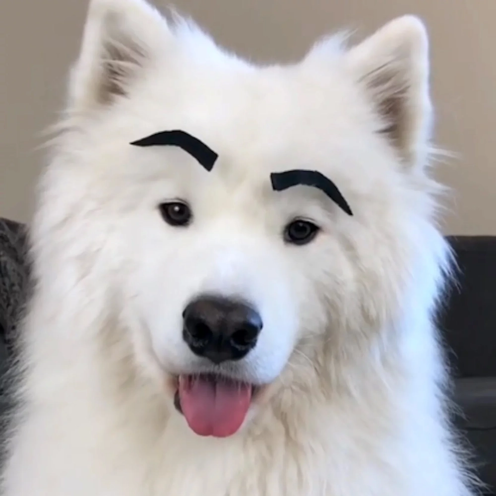 Dog cat meme đối đầu hài hước của thú cưng