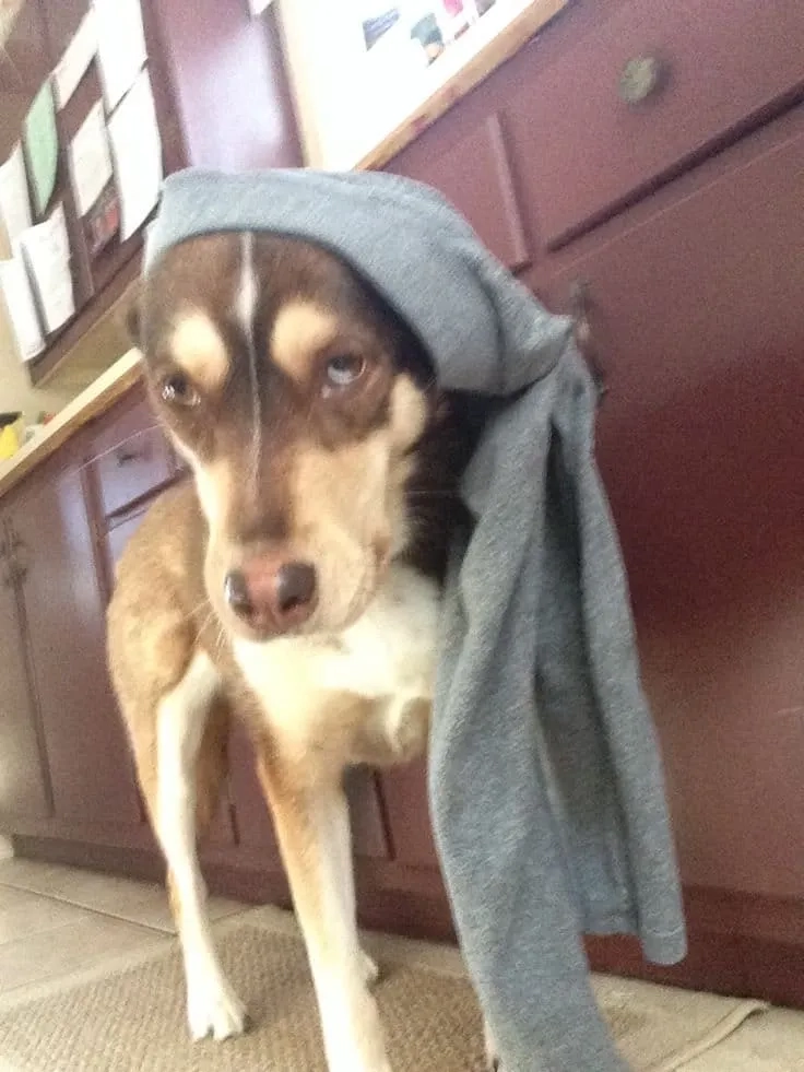 Lại là meme quần què khiến dân mạng điên đảo