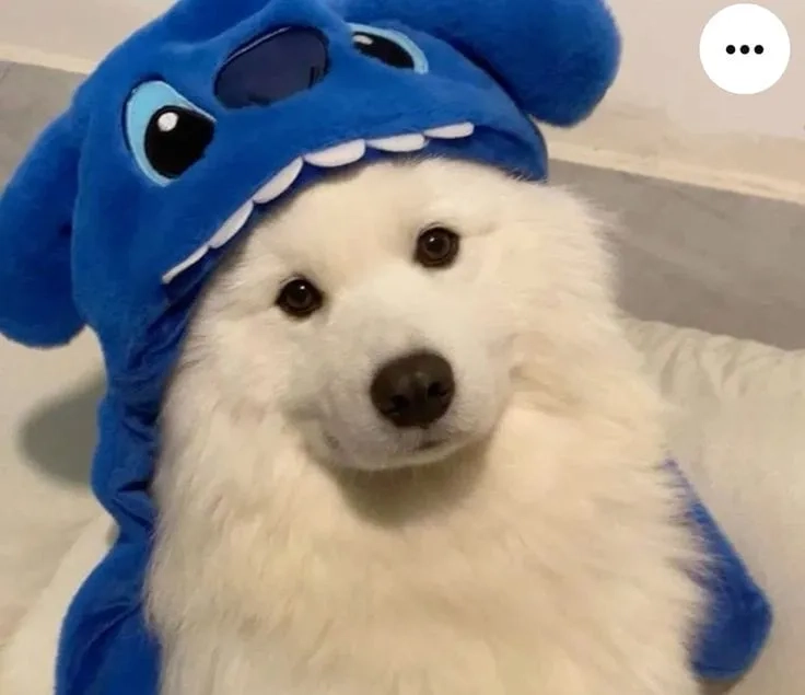 Dễ thương nhưng meme thỏ hồng cháy quần vẫn cực cháy