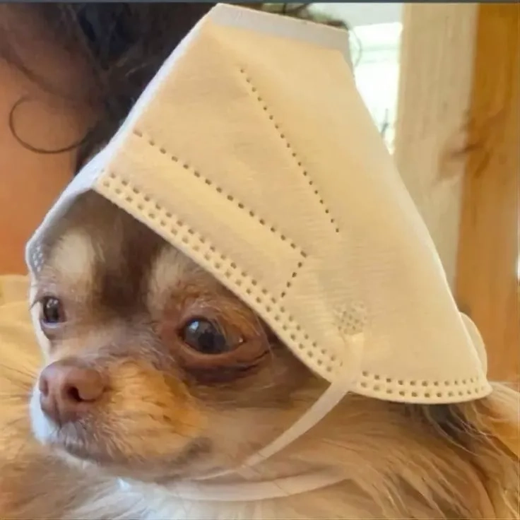 Thời trang đỉnh cao trong quần áo meme chất ngất