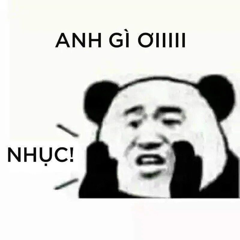 Ảnh meme gấu hài hước dễ thương không thể bỏ qua