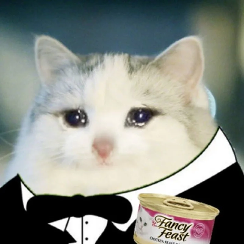 Khóc meme mèo làm mọi người không khỏi xót xa