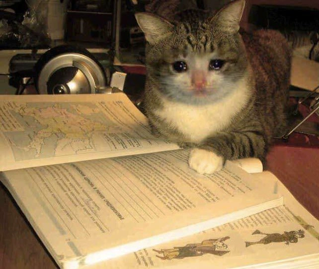 Hình meme mèo khóc khiến bạn không khỏi cảm thông