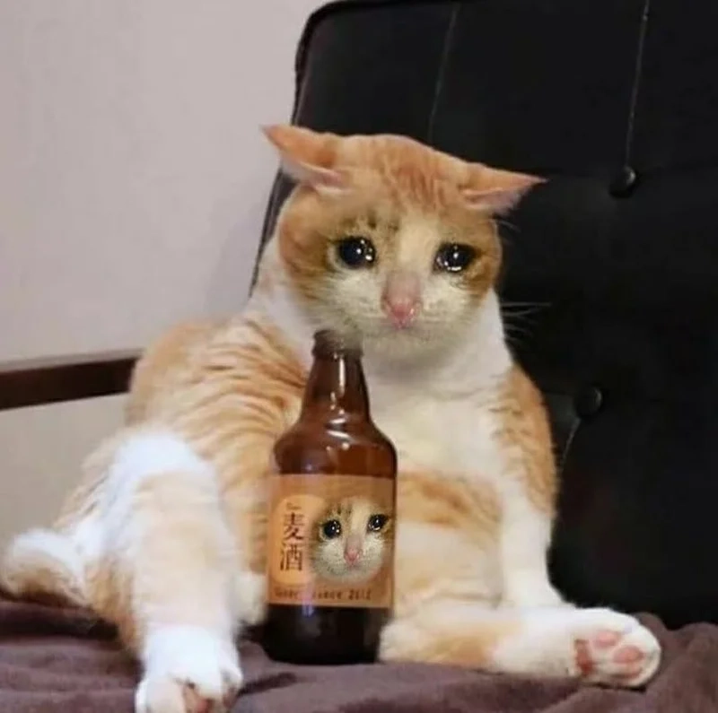 Hình meme mèo buồn như một câu chuyện đầy cảm xúc