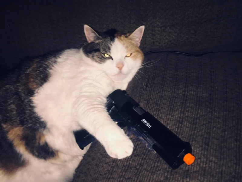 Hình mèo cầm súng đem lại không khí mạnh mẽ và hài hước