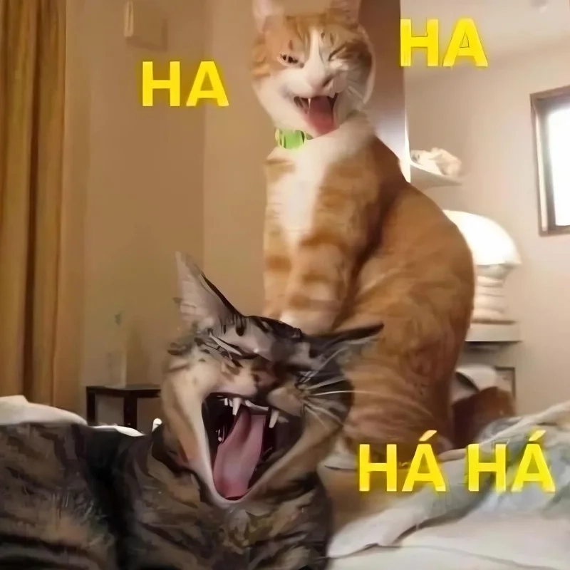 Meme mèo cười haha khiến mọi người phải bật cười