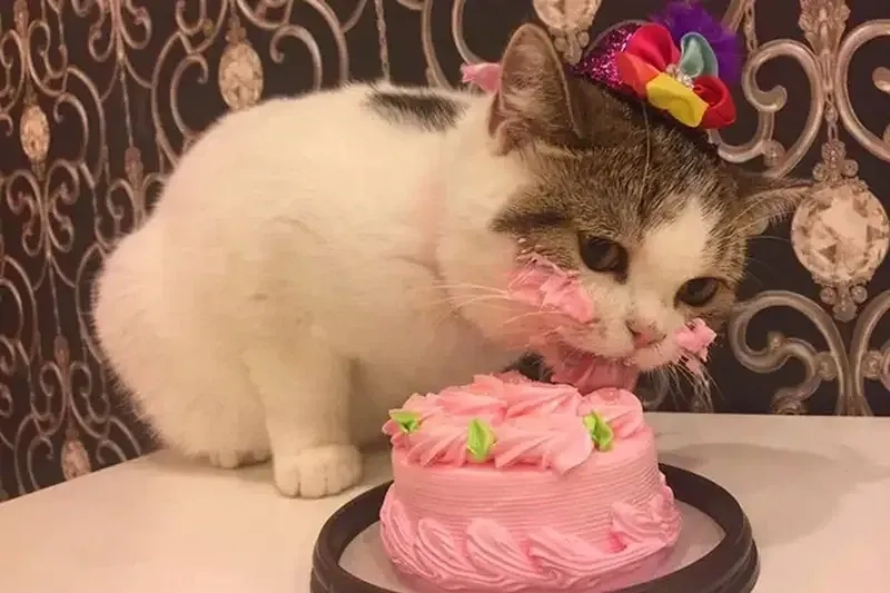 Gửi lời chúc vui nhộn với meme happy birthday friend