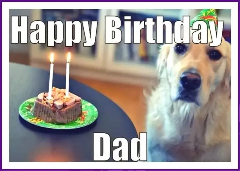 Tăng độ dễ thương với happy birthday meme mèo hài hước