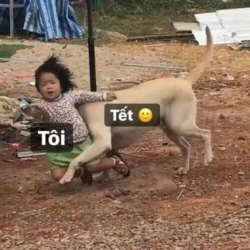 Bộ sưu tập ảnh tết mèo meme giúp bạn có mùa xuân rực rỡ