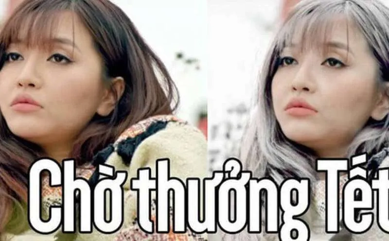 Cập nhật avt mèo meme tết để đón xuân phong cách riêng