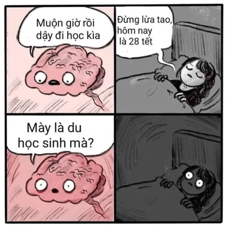 Tổng hợp ảnh mèo meme đón tết để lan tỏa không khí vui tươi