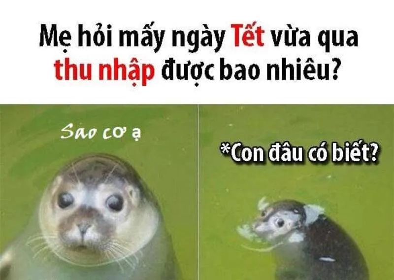 Thưởng thức ảnh mèo meme tết 2024 cực hot năm nay