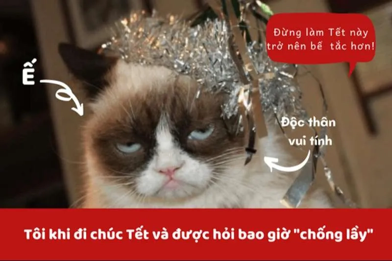 Bộ sưu tập tết meme mèo giúp bạn có Tết tràn ngập tiếng cười