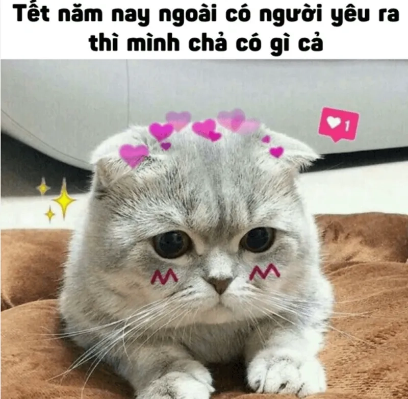 Cập nhật ngay ảnh mèo ngày tết meme để có xuân trọn vẹn