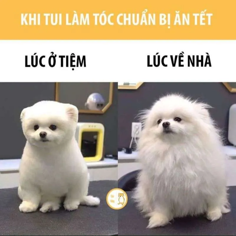 Cập nhật ngay avatar tết meme 2024 để đón xuân vui vẻ