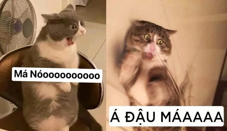 Ai có thể từ chối meme xin lỗi đáng yêu này chứ