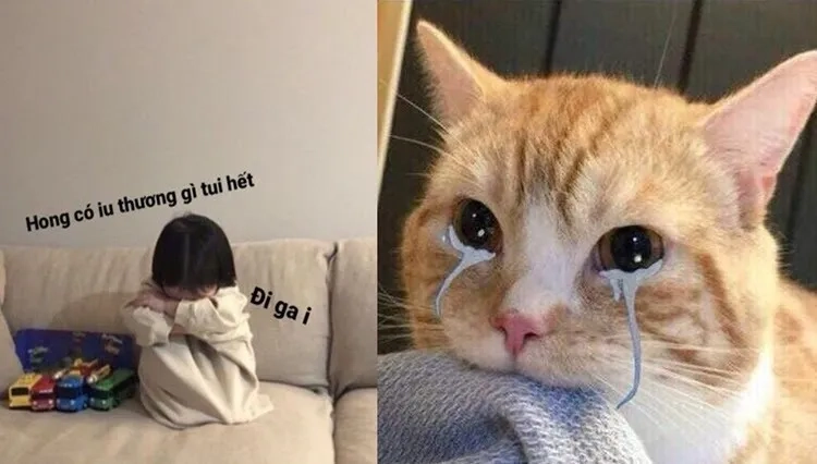 Cần ảnh meme xin lỗi người yêu gấp để làm hòa