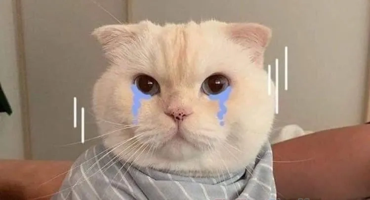 Xin lỗi người yêu meme này giúp gỡ rối nhanh chóng