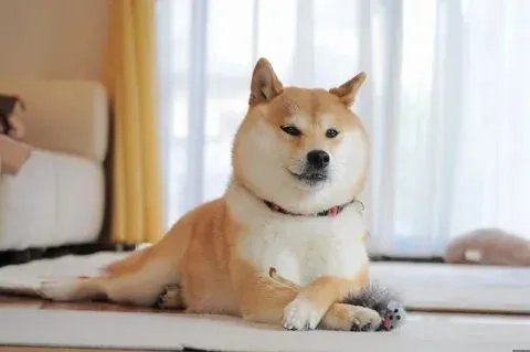 Chú chó meme chó shiba cơ bắp làm nổi bật vẻ mạnh mẽ