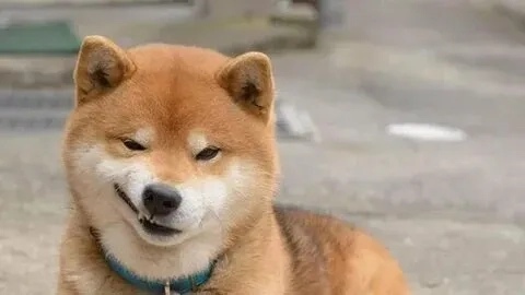 Chó shiba cười meme là hình ảnh không thể bỏ qua cho các fan