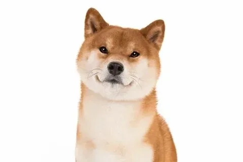 Mỗi ảnh meme shiba đều mang lại tiếng cười sảng khoái