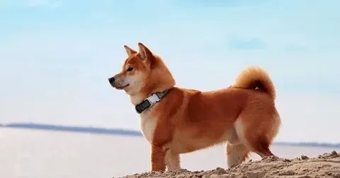 Tận hưởng các hình ảnh chó shiba meme đáng yêu từ mọi góc nhìn