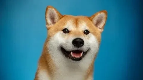 Hãy cười cùng shiba cheems meme vietnam đầy sự bất ngờ