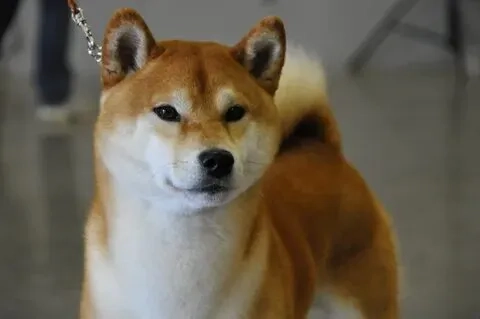 Hãy xem doge shiba inu dog meme để hiểu vì sao mọi người yêu thích