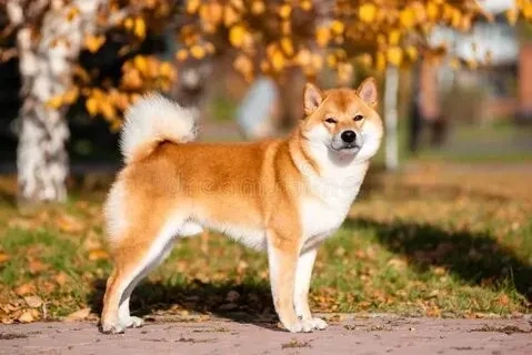 Shiba dog meme là lựa chọn tuyệt vời để tạo niềm vui mỗi ngày