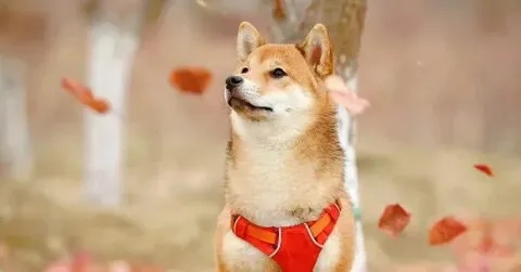 Shiba bonk meme khiến ai cũng phải bật cười với sự dễ thương