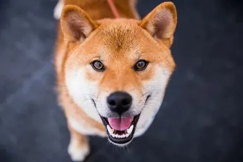Với meme con chó shiba, bạn sẽ không thể ngừng cười