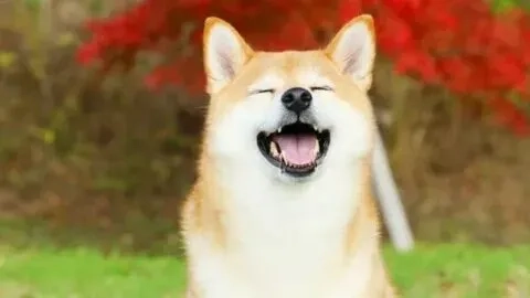 Hãy thêm niềm vui với shiba inu shiba inu dog meme dễ thương